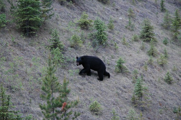 Black Bear